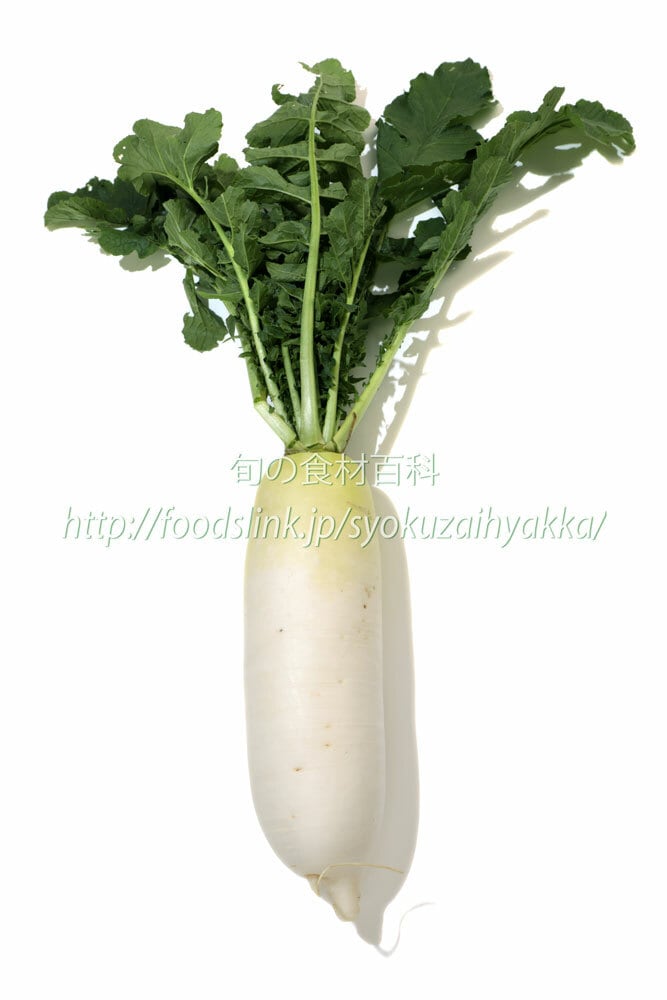 大根（三太郎）DaikonSantaro02(6720x4480) | 旬の食材百科