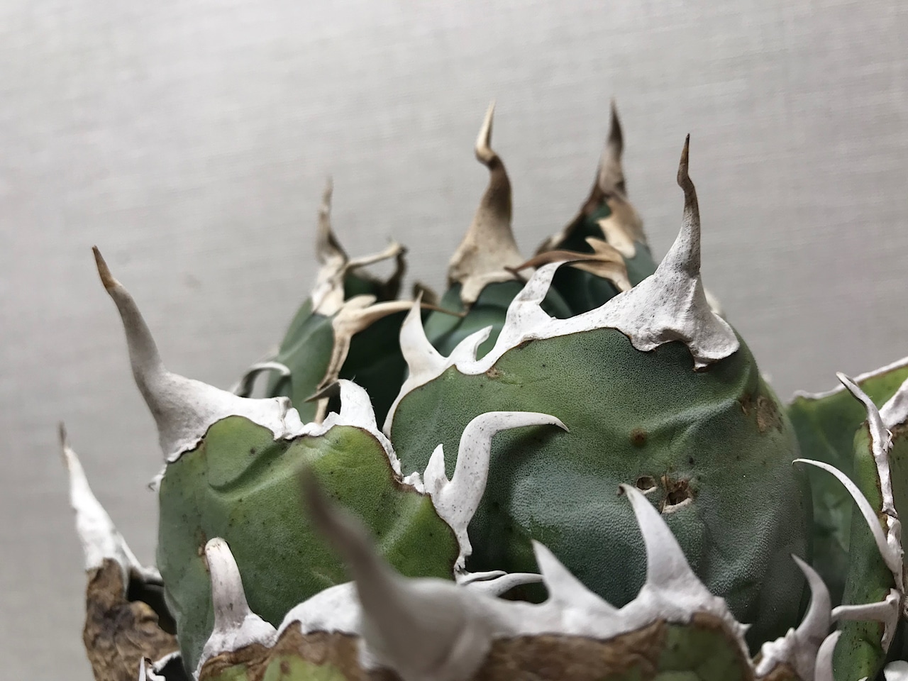 アガベ チタノタ '白鯨'（ハクゲイ）
