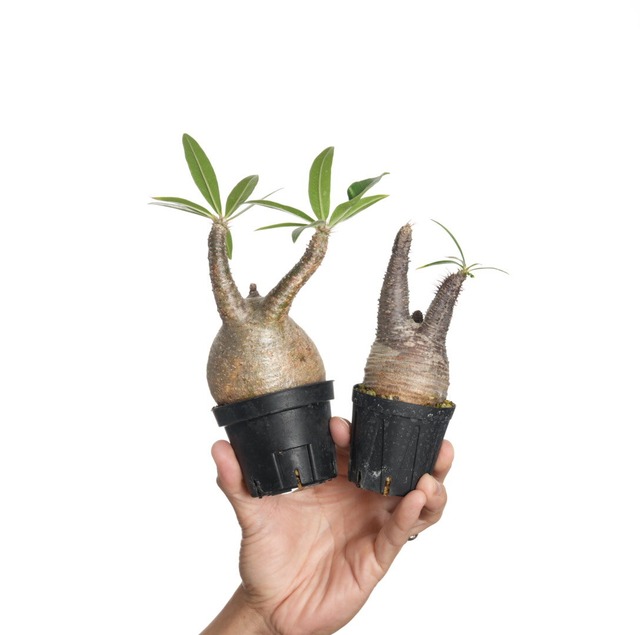 【 2個セット 】パキポディウム グラキリス no.1〈発根済み〉