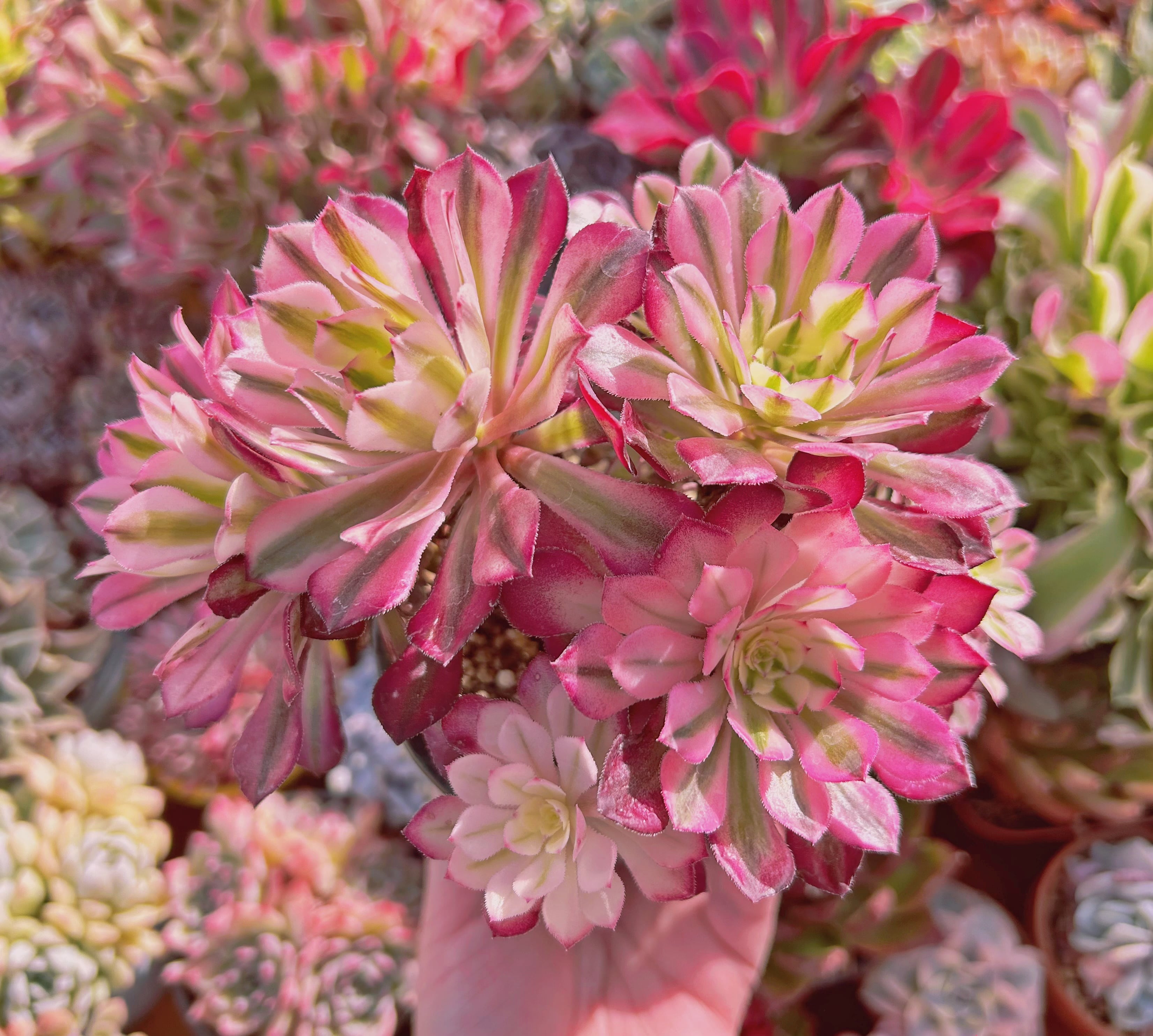 #521現物　多肉植物　Aeonium   ブラックチェリー　特大　抜き苗