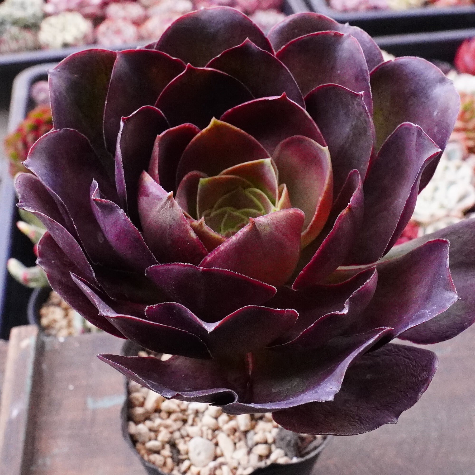 新規オープン記念 オレンジハート×54株 多肉植物 抜き苗 エケベリア