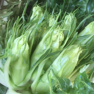 プンタレッラ 2株