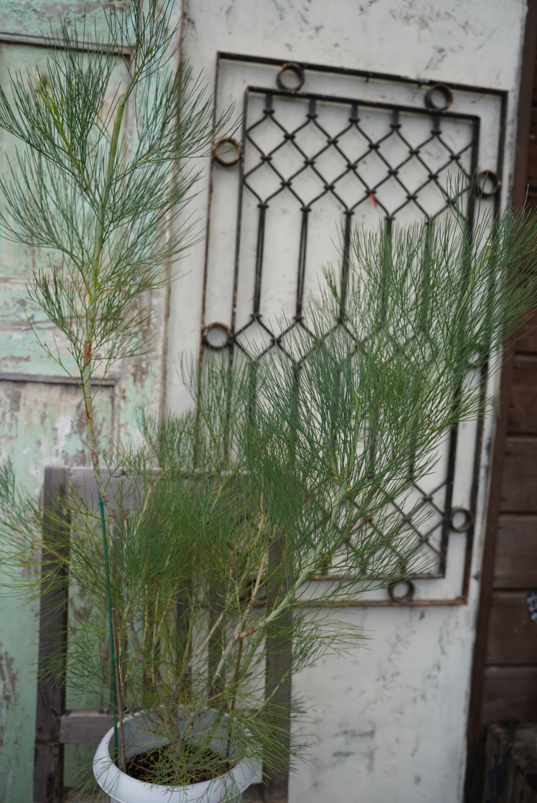 植物 | 沼ノ上農園