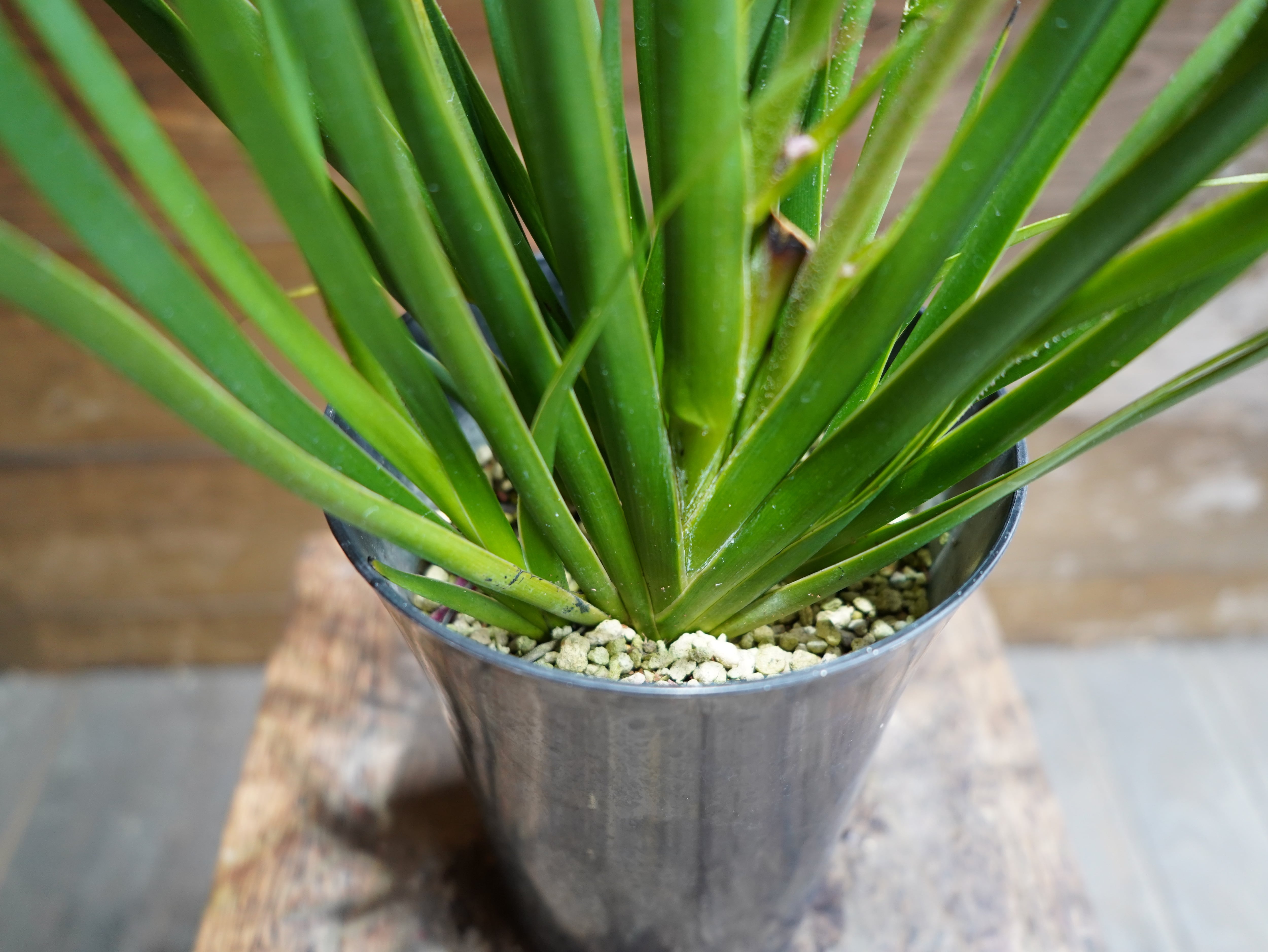 【現物】カンガルーポー（ピンク）