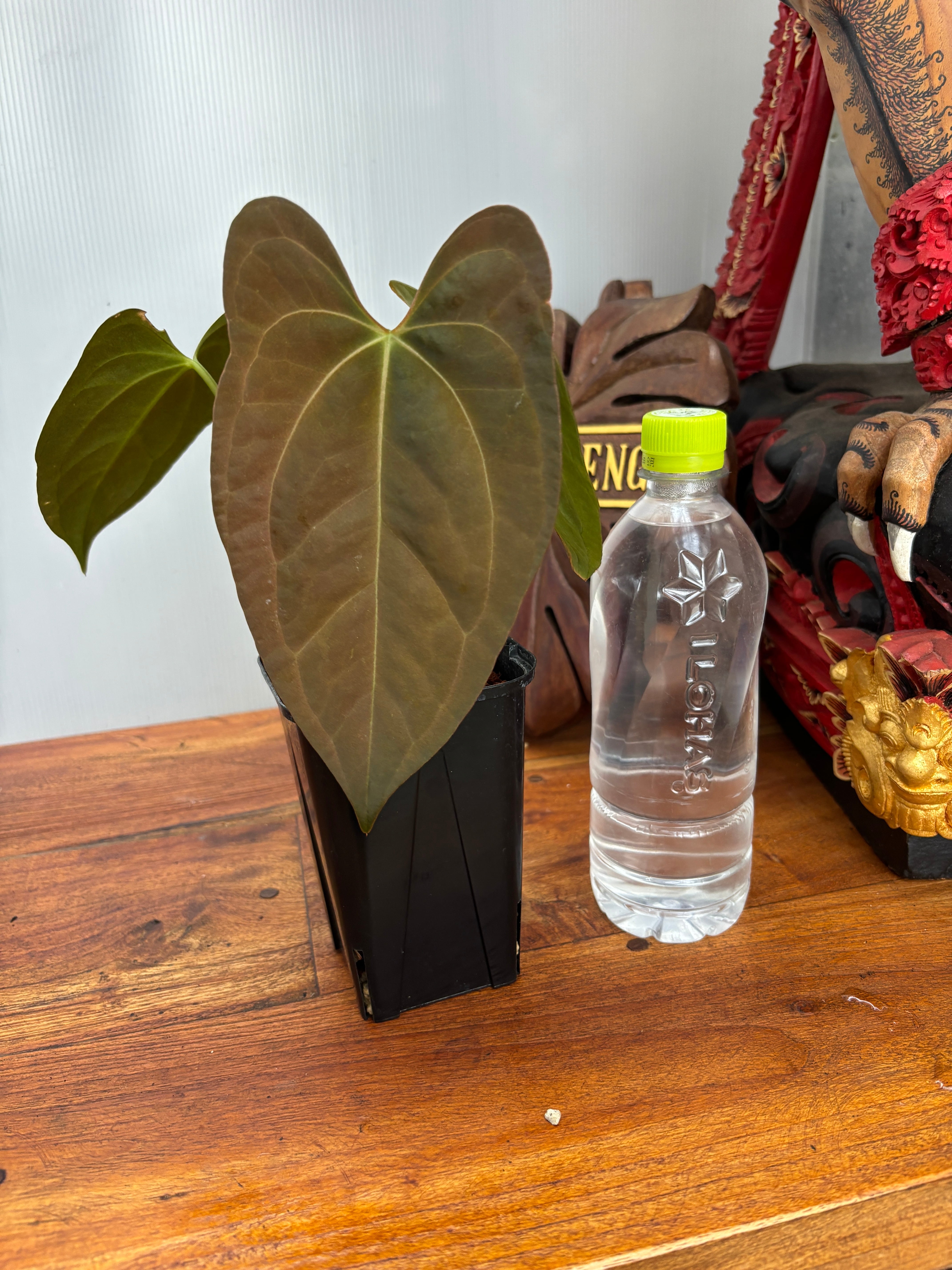 Anthurium | BA PLants