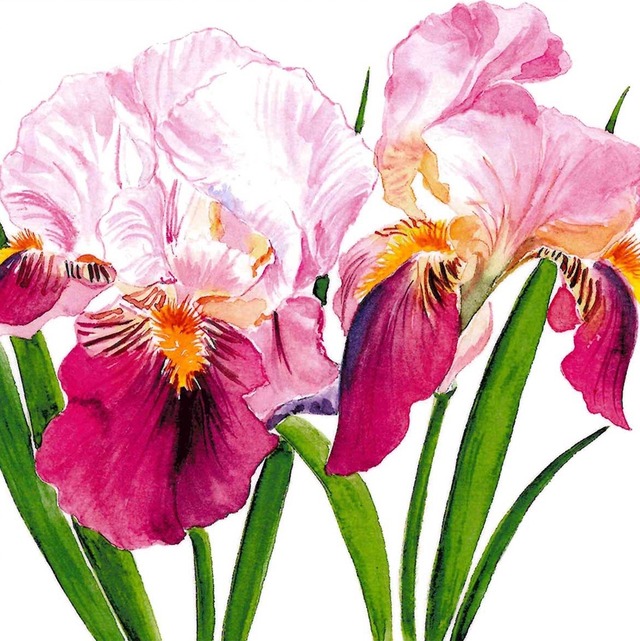2024春夏【Paperproducts Design】バラ売り2枚 ランチサイズ ペーパーナプキン Sweet Iris ホワイト