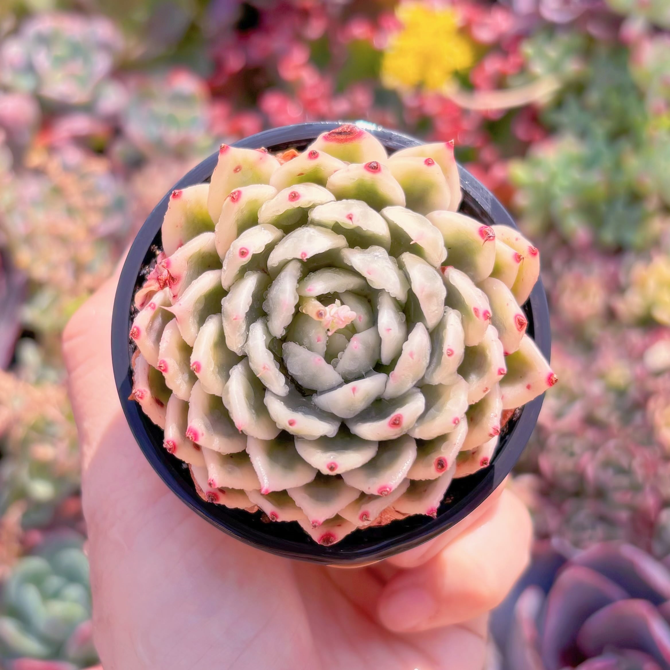 現品　バタフライ錦#C56　るる農園