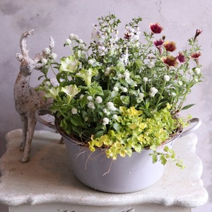 寄せ植え　ペチュニア2色のナチュラルなおなべポットの寄せ植え｜届いてすぐ飾れる完成品｜玄関にオススメ｜新築・開店祝いギフト｜モンディマンシェ