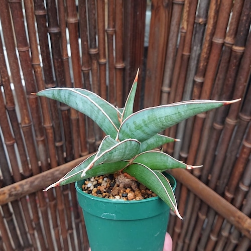 子株付き Sansevieria sp. 'Johannesburg' ロリダ Lav.23395 サンスベリア ヨハネスブルク