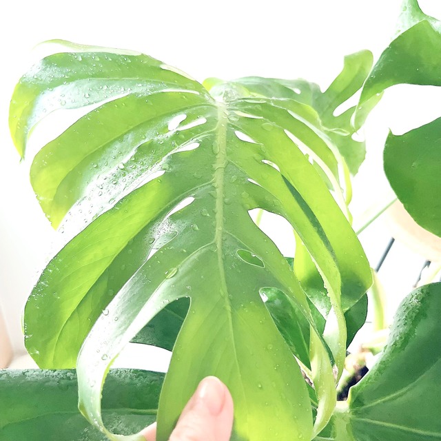 モンステラ ボリュームあり 大葉 観葉植物 calm cafe