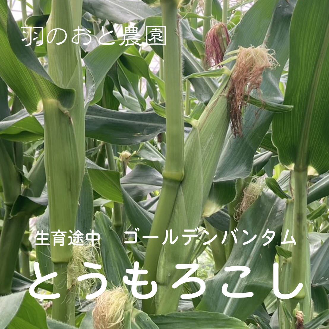 3本セット）固定種のスイートコーン「ゴールデンバンタム」。スーパー