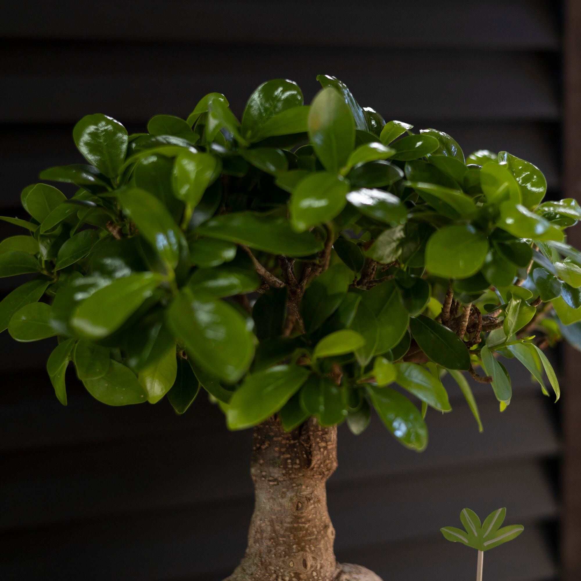 運気UP ガジュマルの木 7号 ピック付 観葉植物 ガジュマル 多幸の木