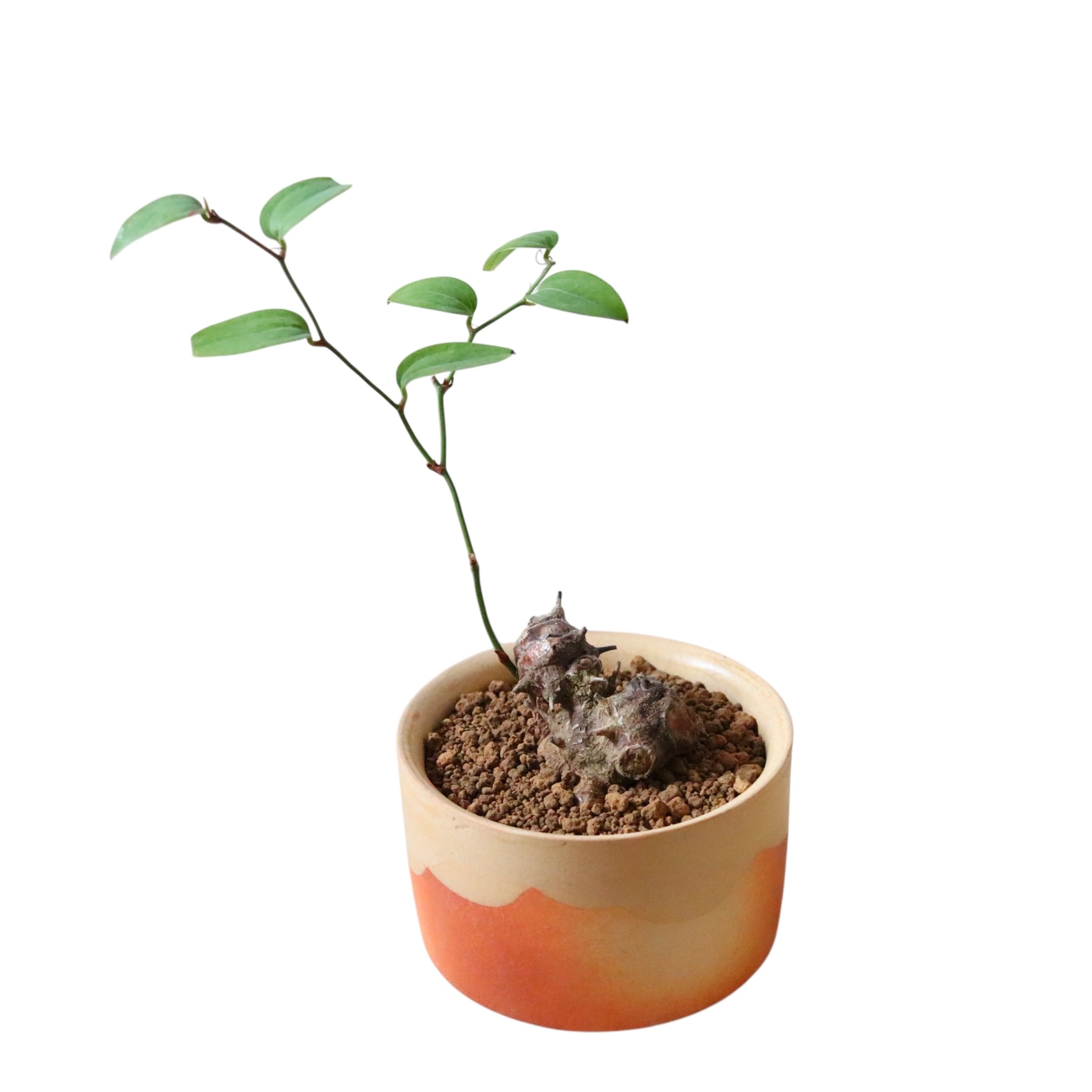 サルトリイバラ(30cm)