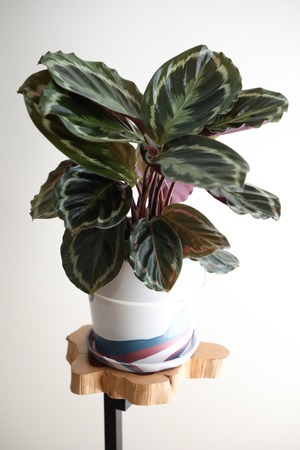 【M】カラテア メダリオン/Calathea  ※アーバンプラポット付き