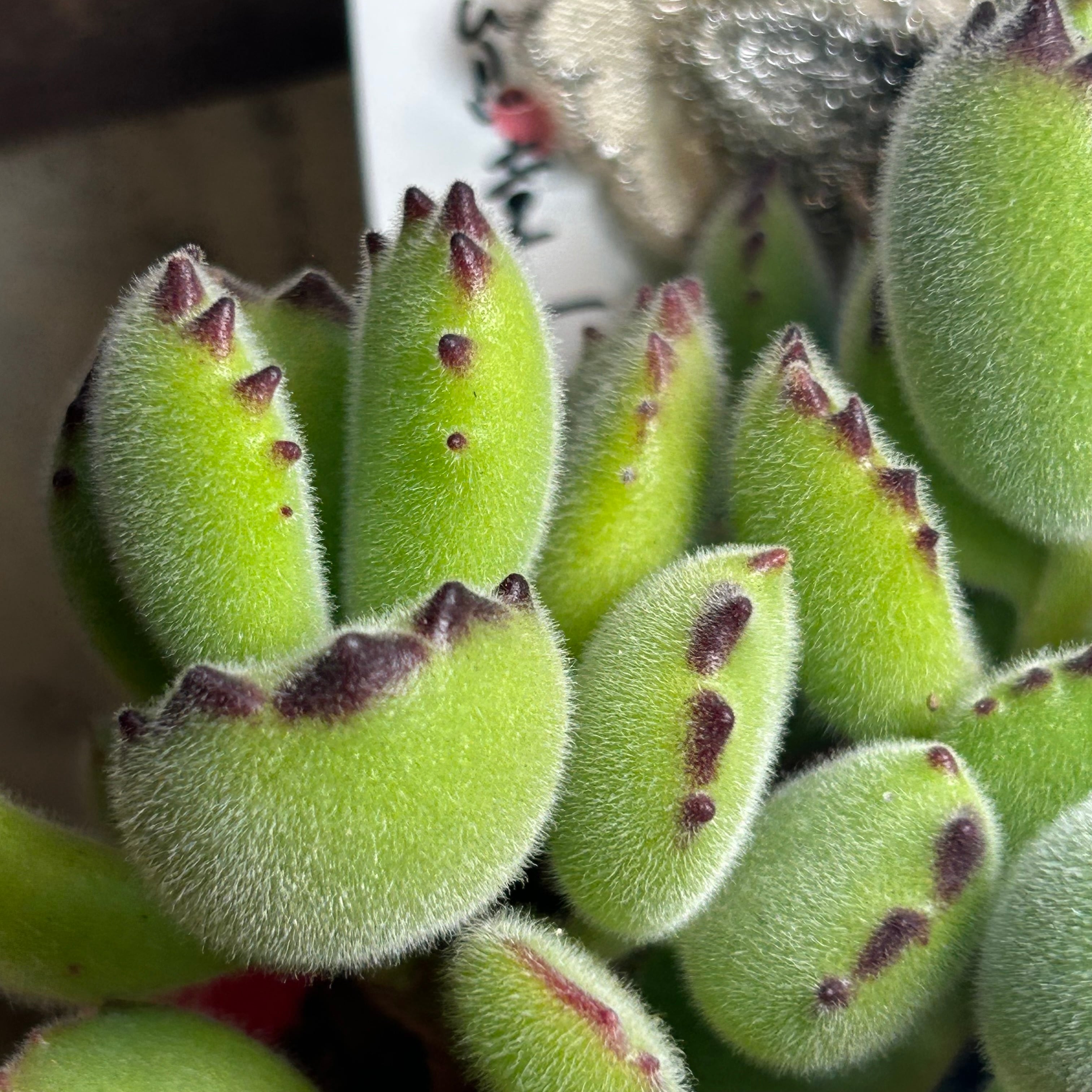 熊童子(もりもり | RuPo 多肉植物専門店