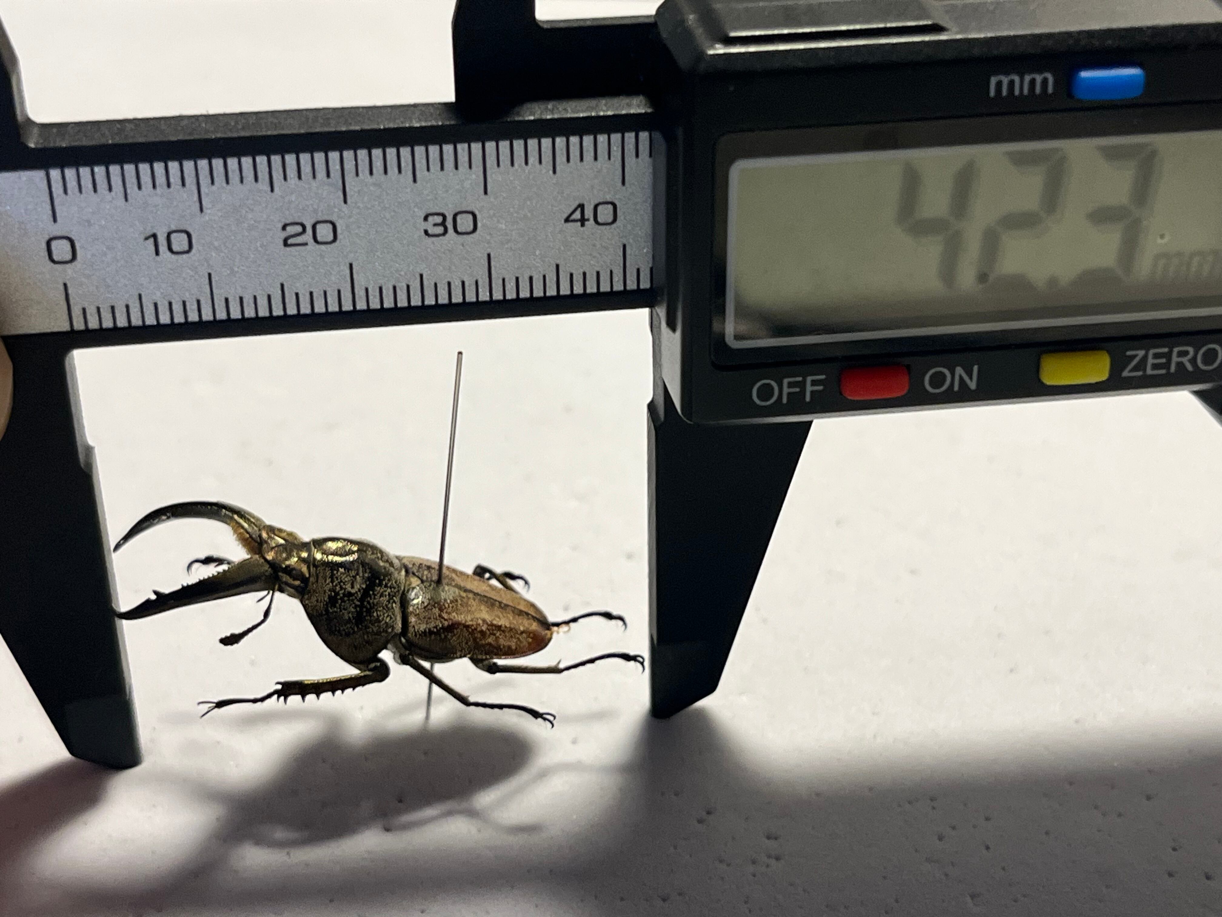 34mm♂】リンデコフキクワガタ 標本 ババオウゴンオニクワガタ ドウ