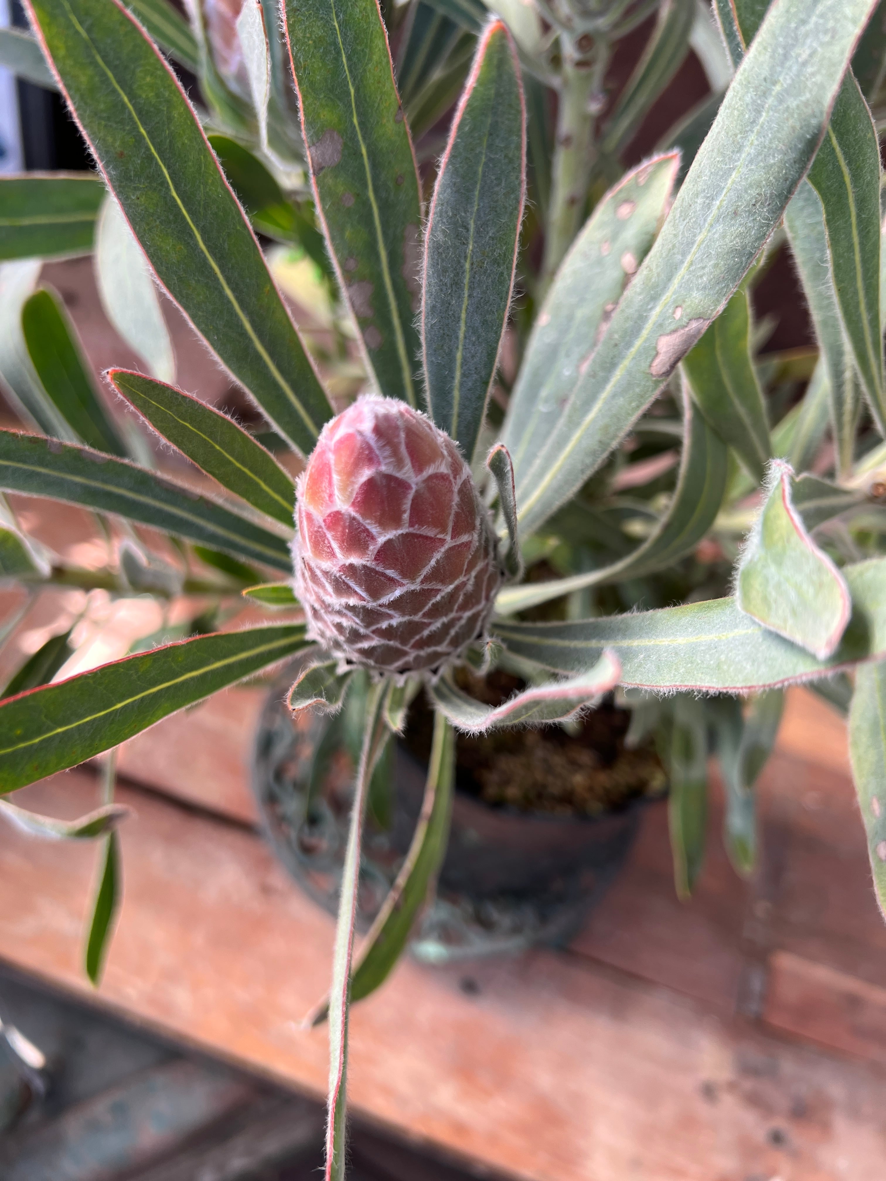 プロテア ジュリエット③ 花:6個 | 沼ノ上農園