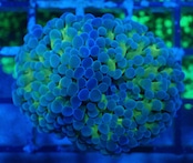 ParaAncora Hologram 11