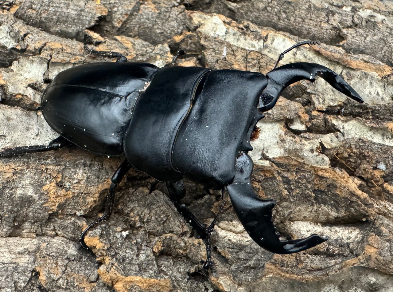 【WD】《ダイオウヒラタ 東ジャワ産 80mm ペア》