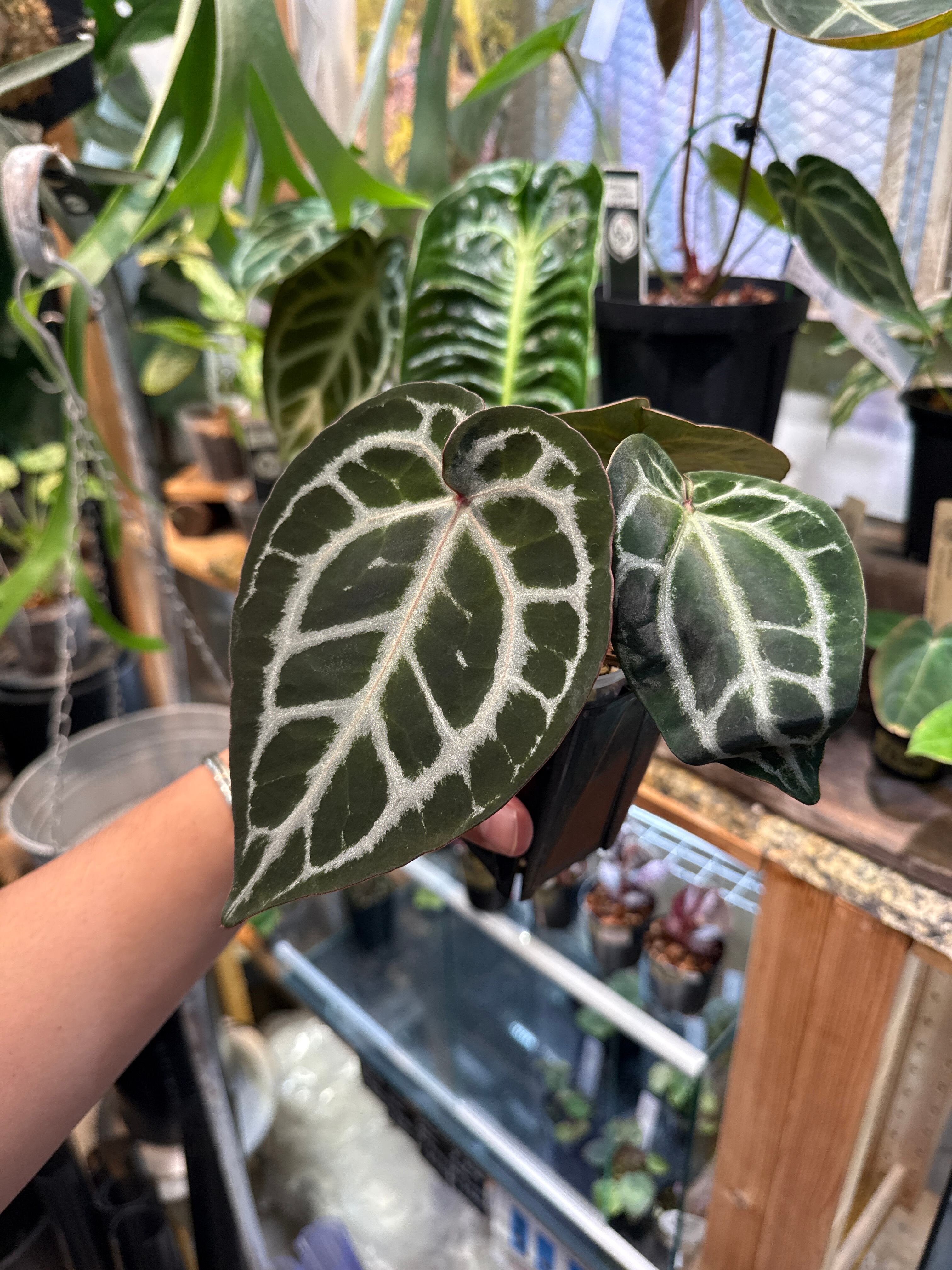 058 Anthurium 'Dorayakl Silver' x 'Angels Dream' x 'Red crystal