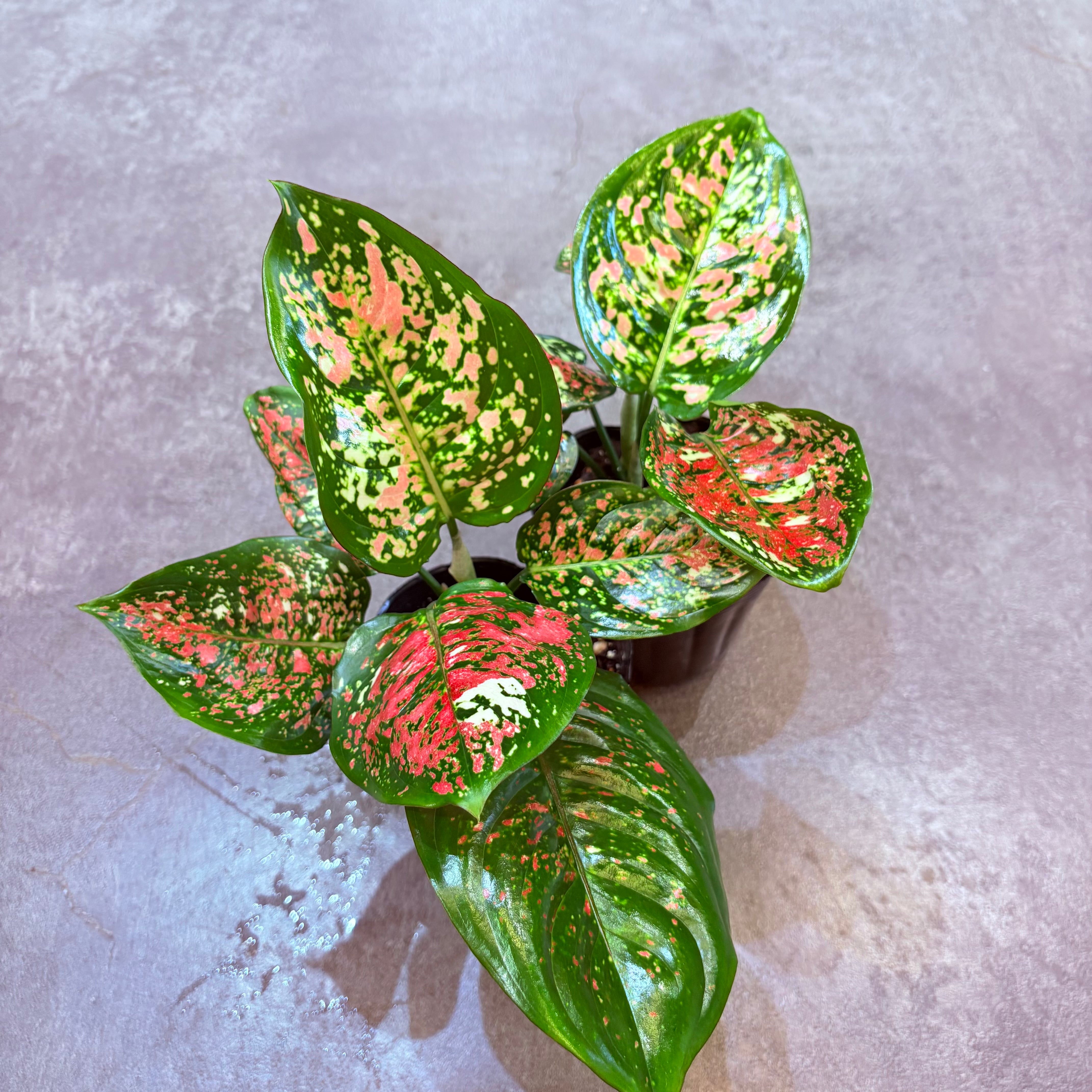 アグラオネマ アンヤマニートリカラー 3.5号 | Green Vibes 宇都宮市の