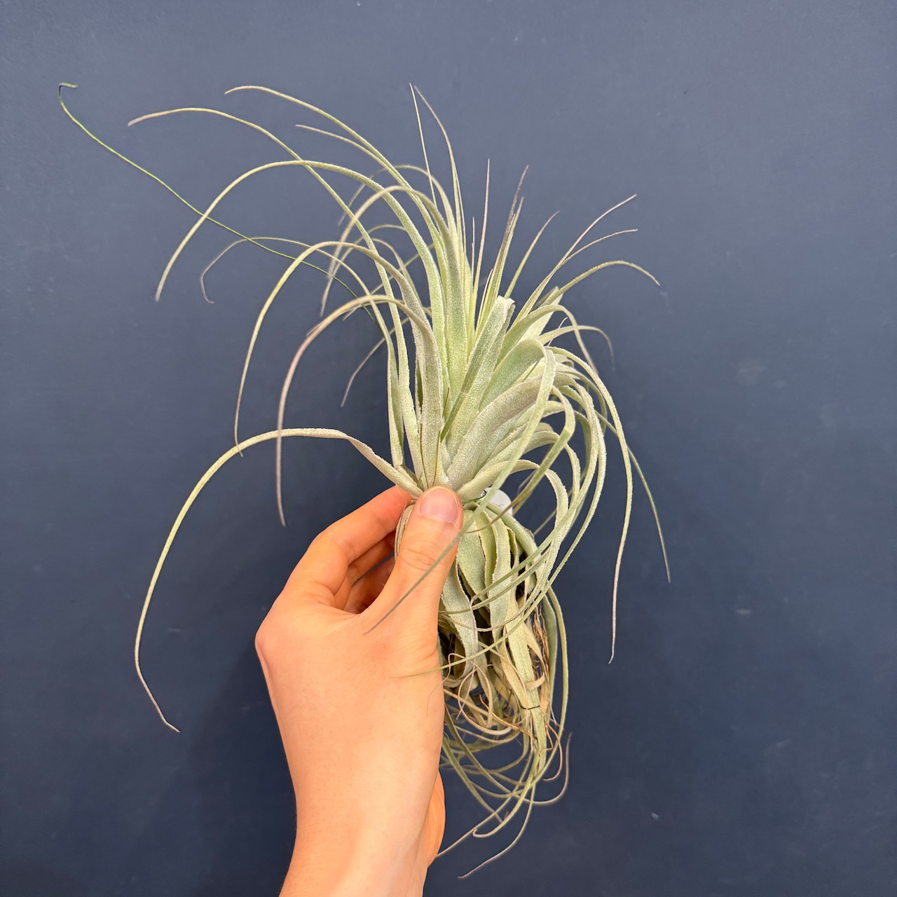 チランジア ガルドネリィ【194】