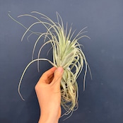 チランジア ガルドネリィ【194】