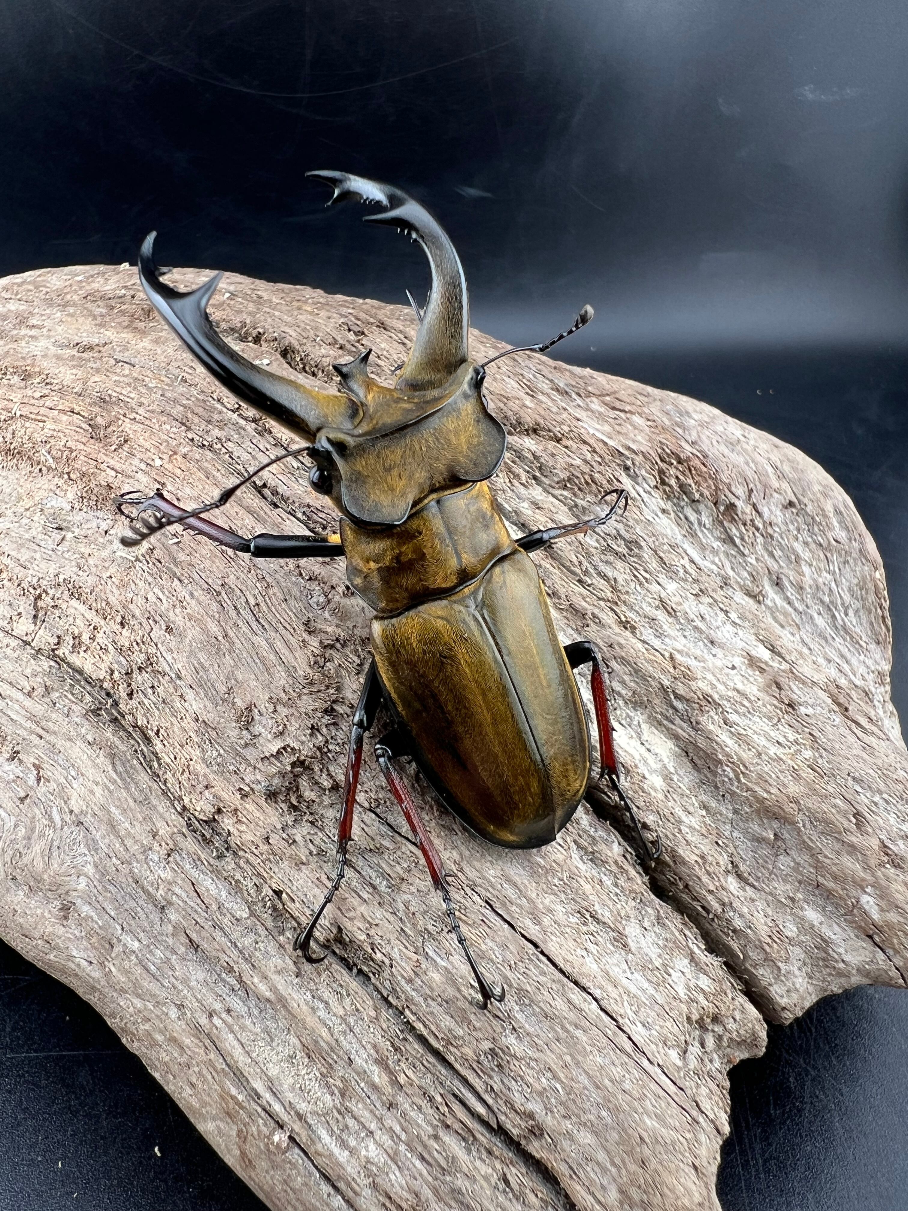 チェンミヤマクワガタ 60mm ペア》tomo0428氏委託個体 | KPW公式