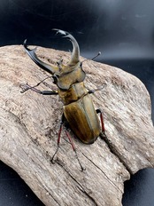 《チェンミヤマクワガタ 60mm ペア》tomo0428氏委託個体