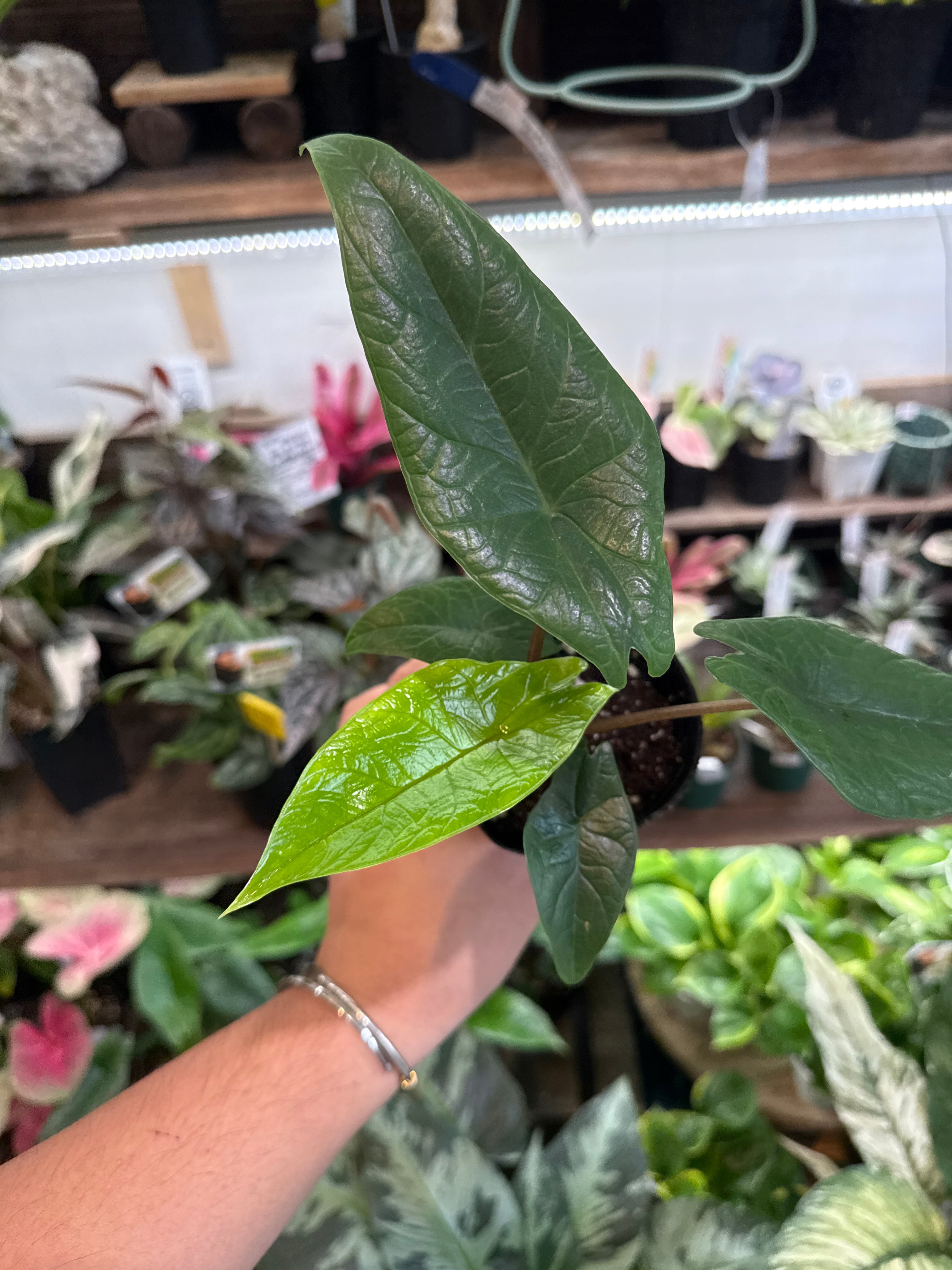 アロカシア スカルプラム | Gardenえん 【観葉熱帯植物】