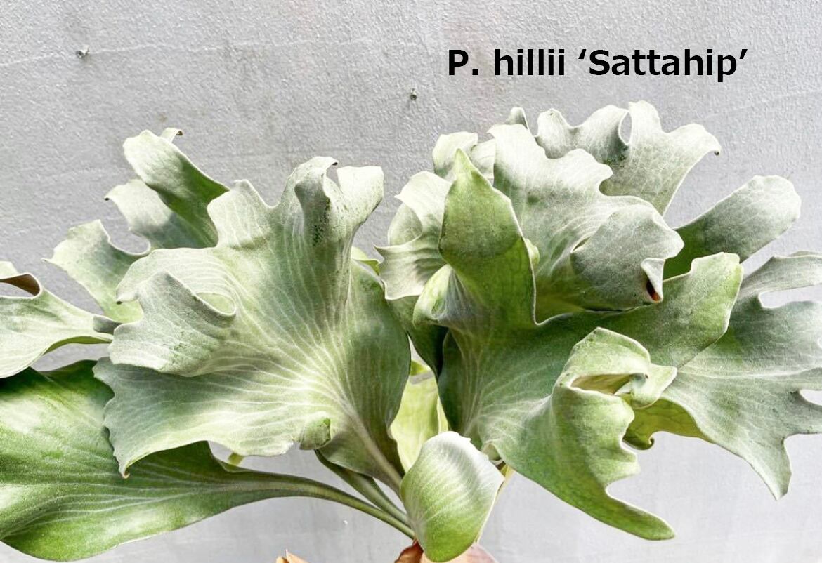 P. hillii 'Sattahip' ビカクシダ ヒリー 'サタヒップ' | vandaka plants