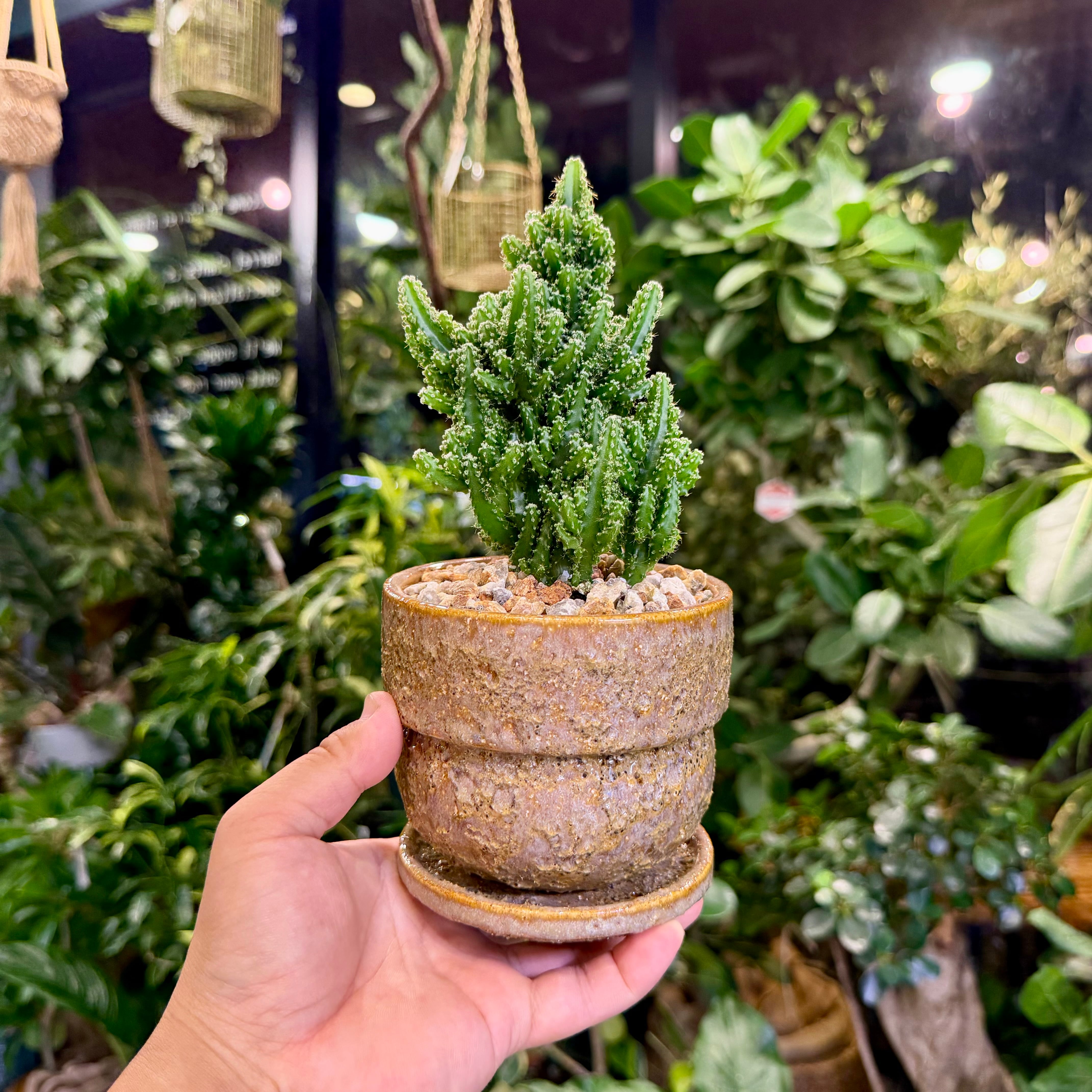 セレウス・ペルヴィアナス・サボテン | barrelplants_BONSAI