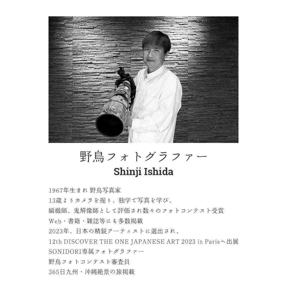 野鳥フォトグラファー Shinji Ishida コミミズク | SONIDORI｜ソニドリ