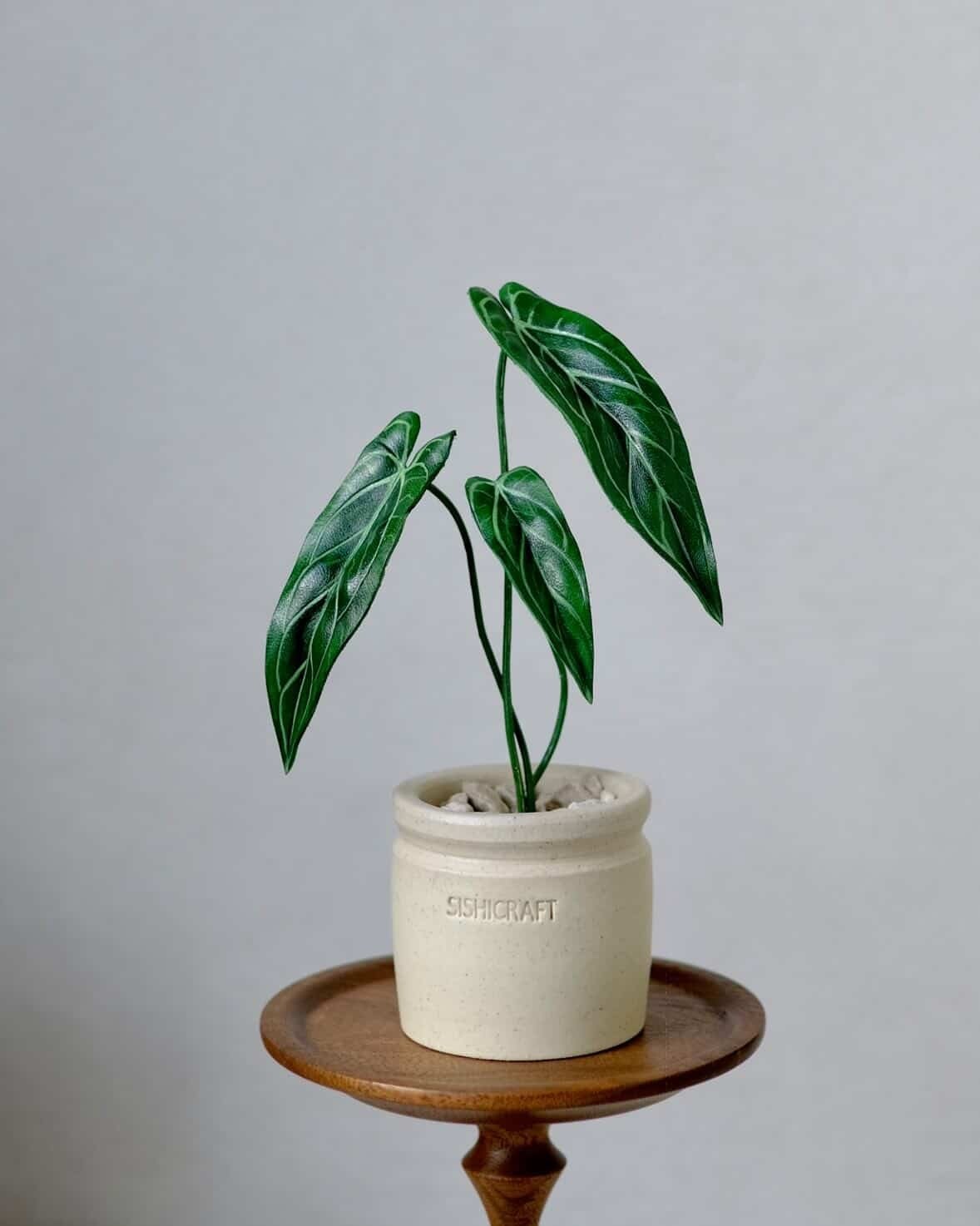 専用　154 warocqueanum Esmeralda アンスリウム Anthurium Warocqueanum X Warocqueanum Esmeralda - Especial