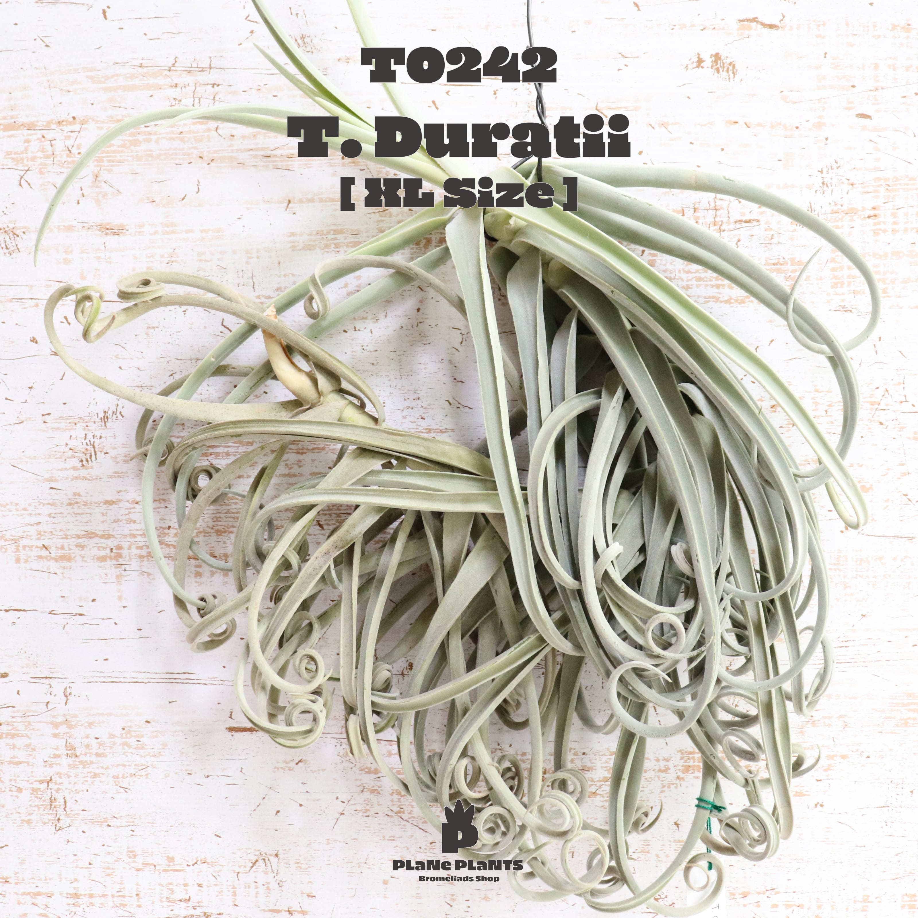 【request】ドゥラティXL〔エアプランツ〕現品発送T0242
