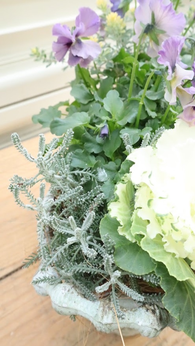 ビオラ『レディ』とハボタンの寄せ植え