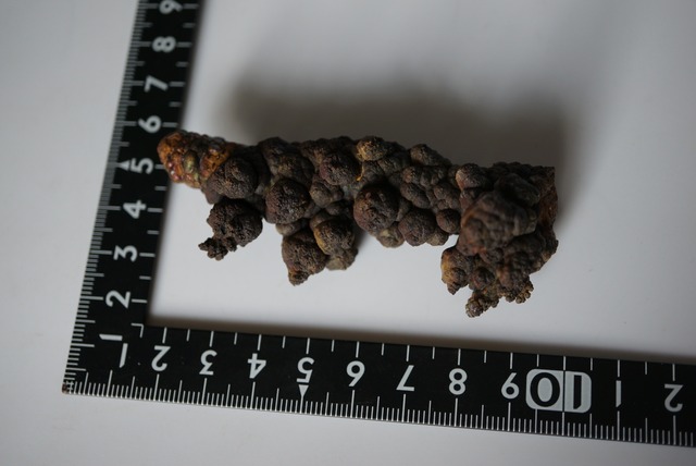 リモナイト Goethite var. Limonite 1554