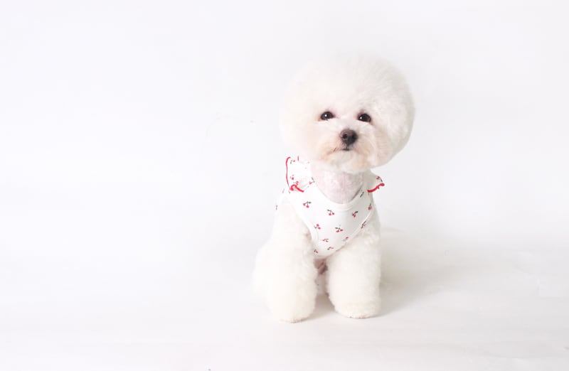 チェリーノースリーブ S ~ XL 2color  /  ワンコ服 犬服 新作 可愛い 犬の服 お出かけ ペット洋服 春夏 ドッグウェア