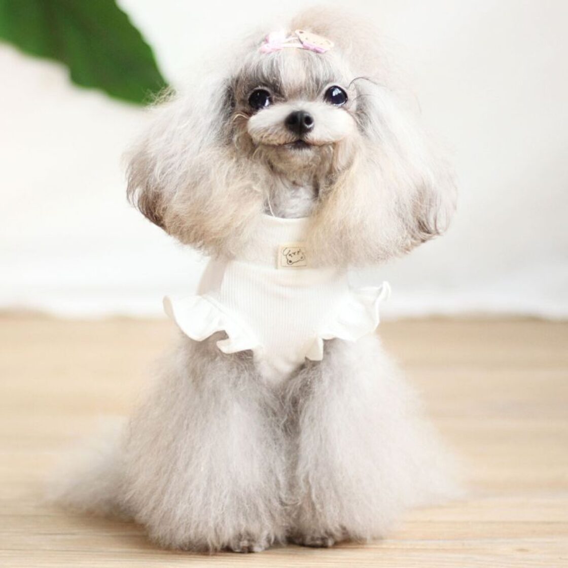 予約】フリル袖カットソー 犬服 ペット服 インナー 重ね着 シンプル 