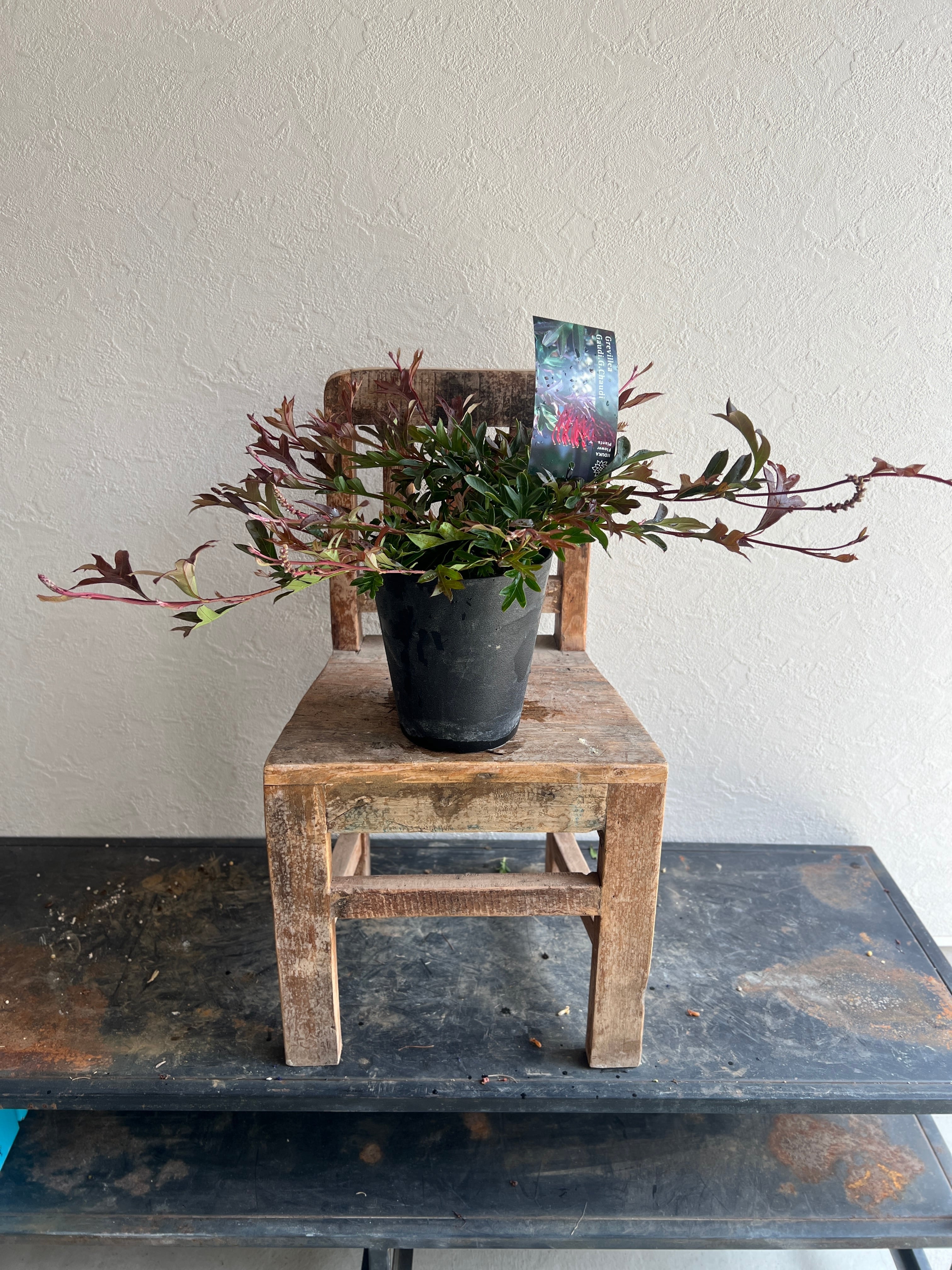 写真株と同等株2株セット❗️ グレビレア　ガウディチャウディ 園芸ネット本店｜グレヴィレア：ガウディチャウディー3.5号ポット2株