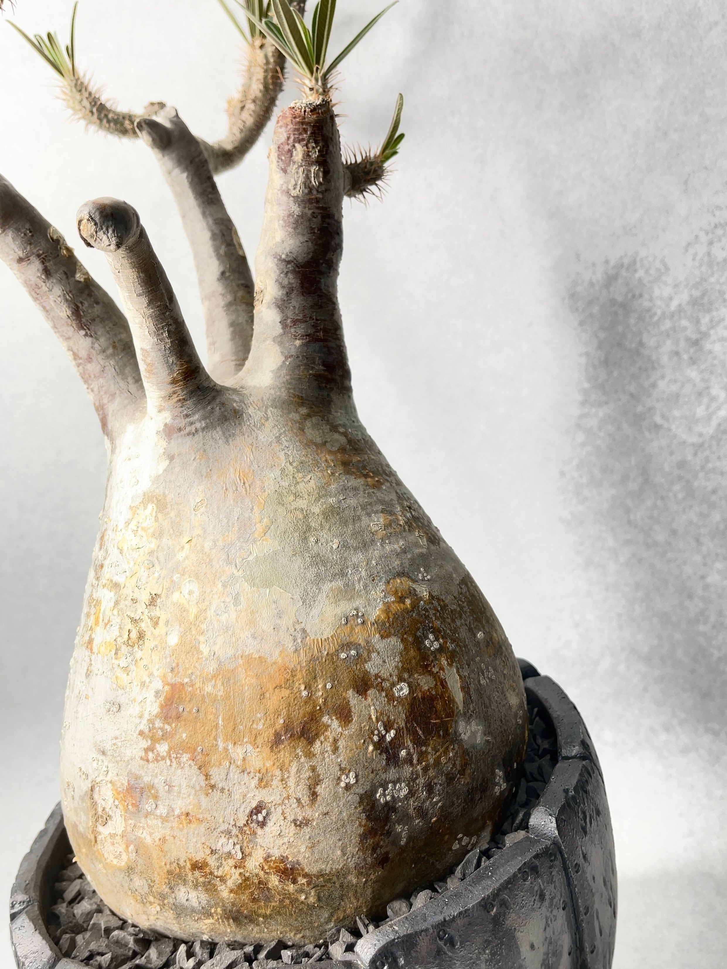 パキポディウム・グラキリス | trigger