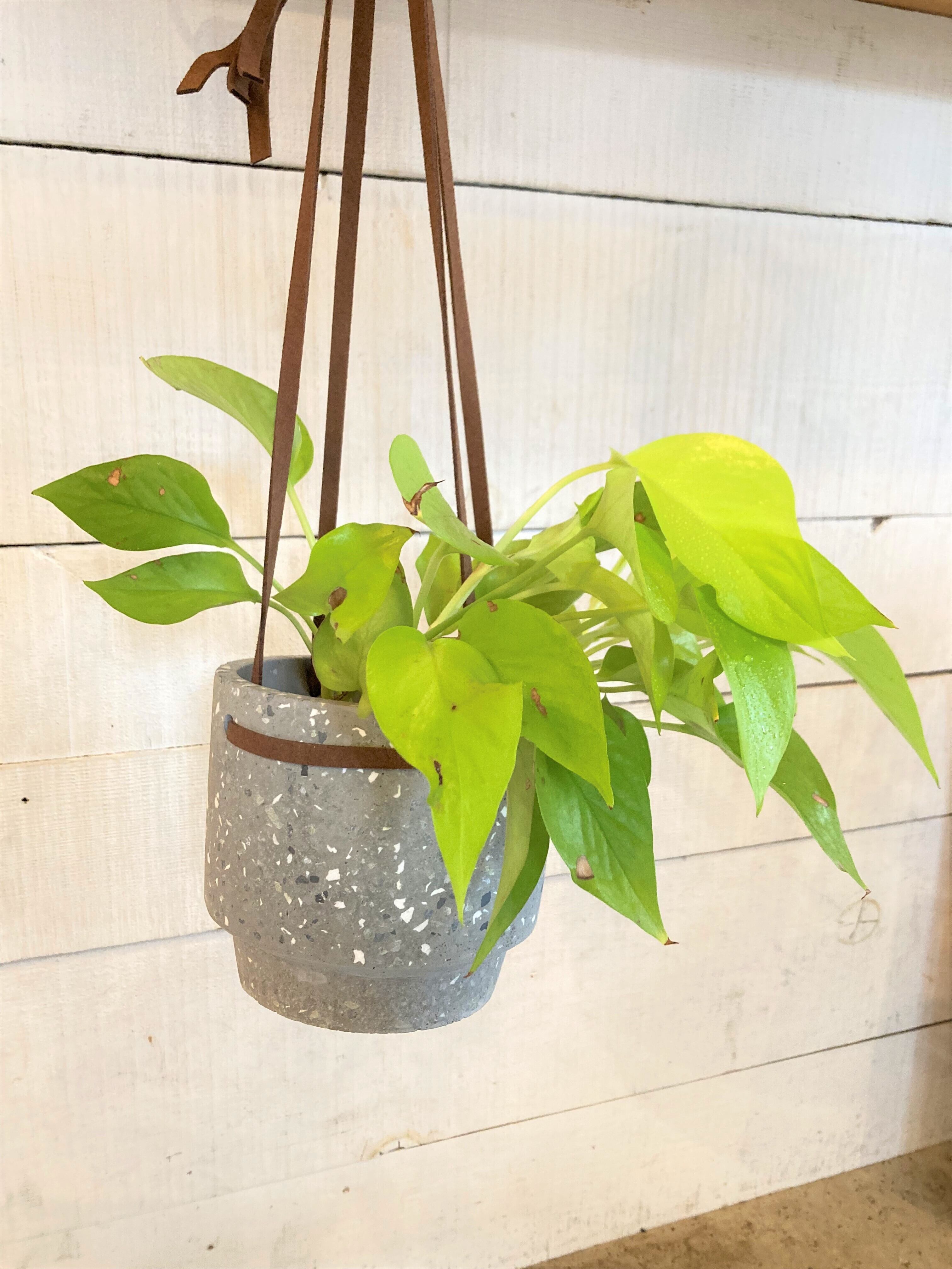 Bloomingville コンクリートハンギングポット Φ約15cm | Botanical56