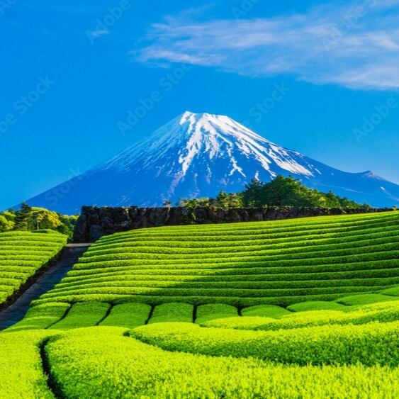 「縁」156ｃｍ～163ｃｍ お茶事 極上一越地 金彩染 小紋 正絹 Ｉ６８１ 縁」150cm～156cm 一越地 間道柄 小紋 正絹 C917 【公式通販】