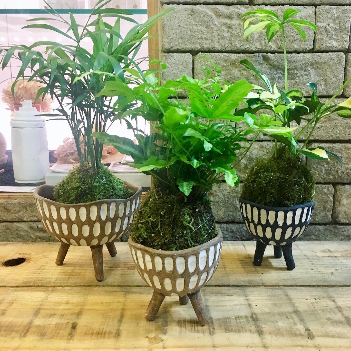 フク様 リクエスト 4点 まとめ商品(苔玉木皿付き) 苔玉 器付き | Kazua Online Store