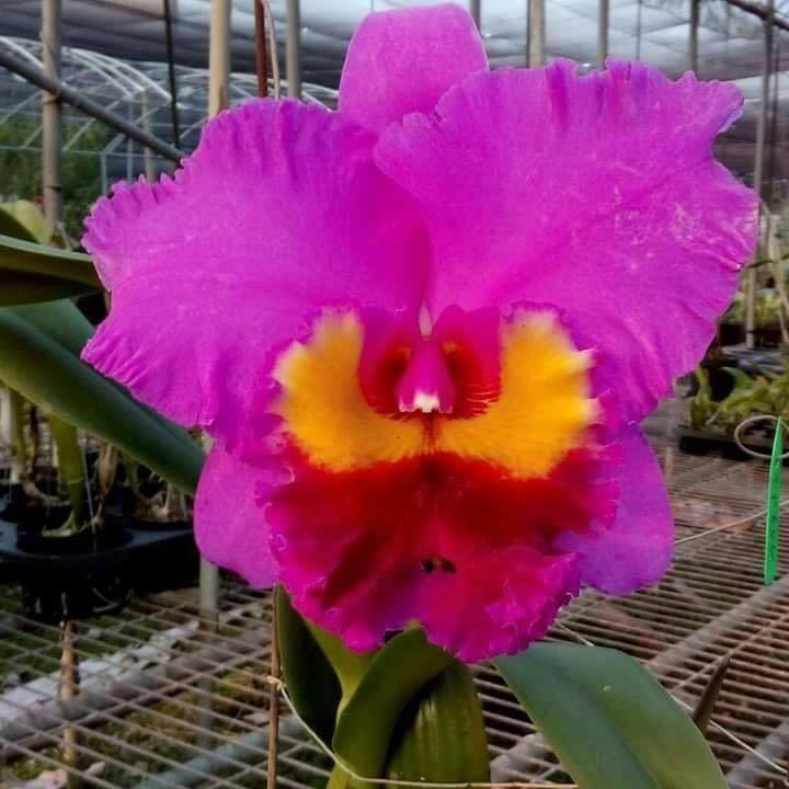 洋蘭】大輪カトレア Rlc. Chialin Beauty'Red Pearl'☆◇ カトレア交配