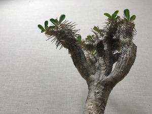 ユーフォルビア ギラウミニアナ