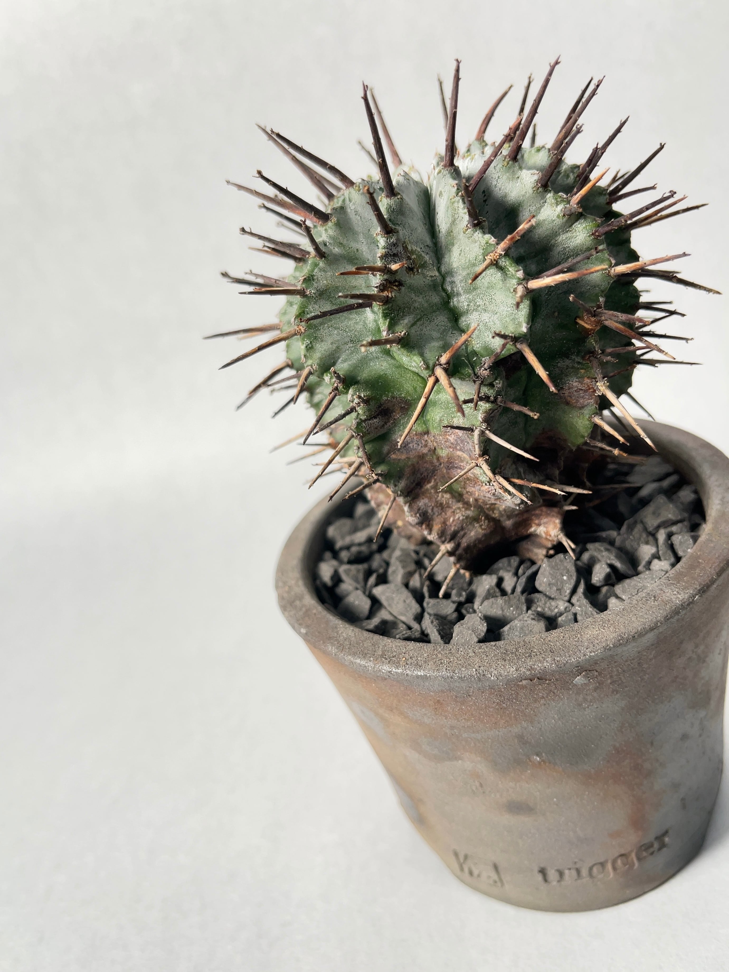 ユーフォルビア・ゲンコツホリダ | trigger