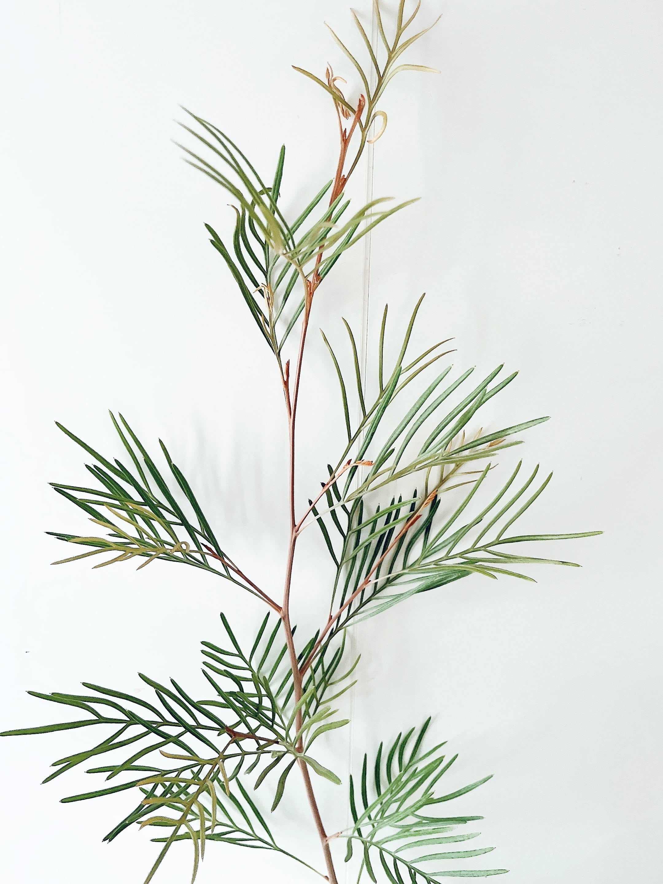 耐寒強 グレビレア カランドラジェム オージープランツ 観葉植物 calm