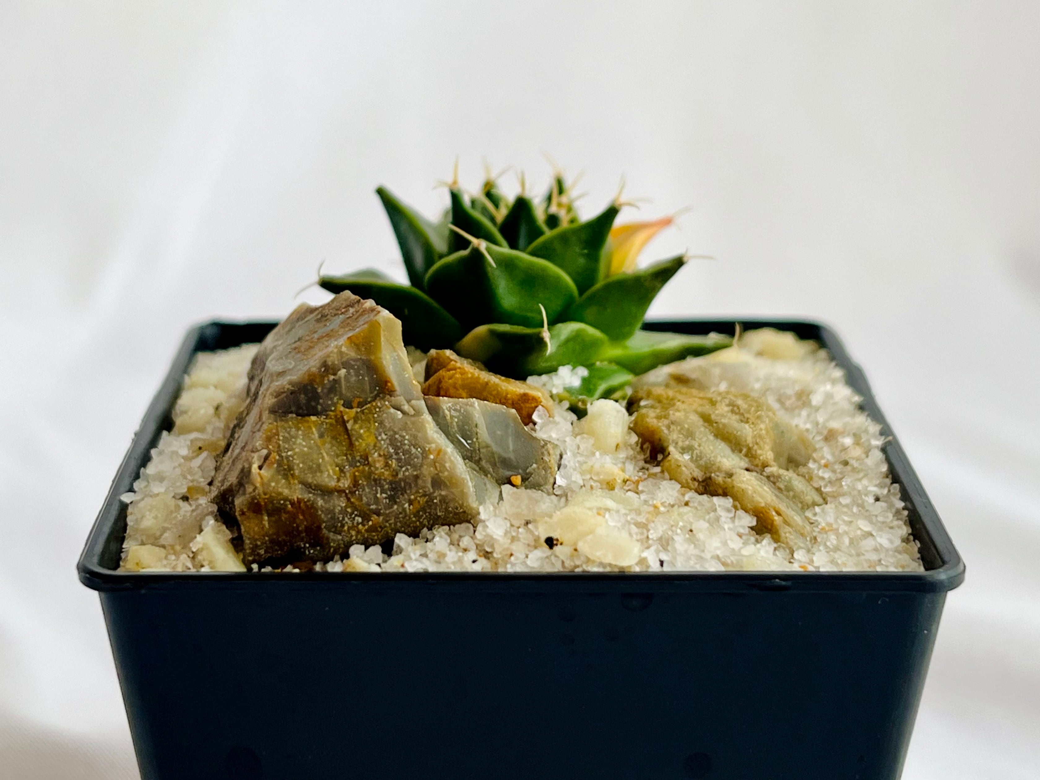 Obregonia denegrii オブレゴニア 帝冠錦 サボテン | plants MARU