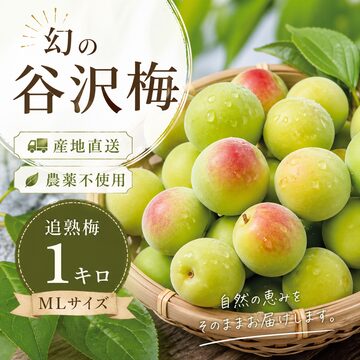 訳あり】山形県産 幻の谷沢梅 1.5キロ サイズミックス 農薬不使用 | PAY ID